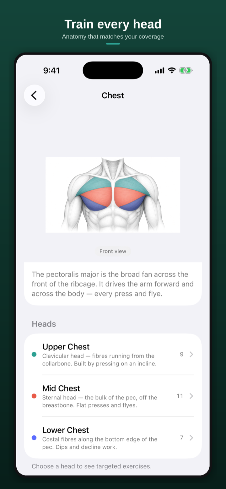 Chest anatomy with upper, mid and lower heads mapped to coverage